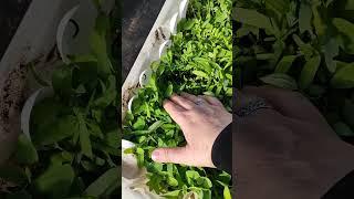 Дачный сезон, открыт  #нескучныекотики #нескучныедачники