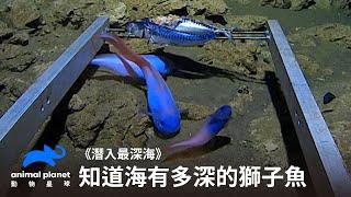 前進南極海底第一人，一窺住最深的獅子魚｜潛入最深海｜動物星球頻道