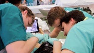 Tablet Guides Med Students in Gross Anatomy Lab