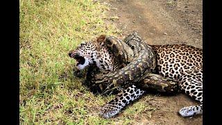 Python gigante caça filhotes de leopardo quando mãe leopardo caça impala