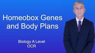 A Level Biology Revision (Year 13) "Homeobox Genes and Body Plans"