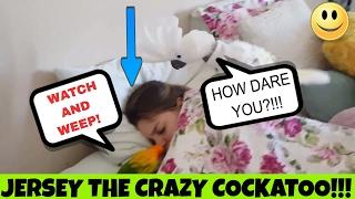 Jersey The Jealous Cockatoo Finds Genna in Bed With Another Bird | PARROT VIDEO OF THE DAY