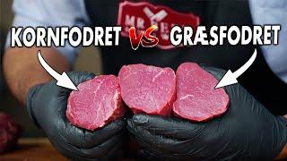 Vi Tester Forskellen På Græsfodret vs Kornfodret Oksemørbrads