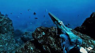 Azores 38°N - Spearfishing in Winter I - 2020