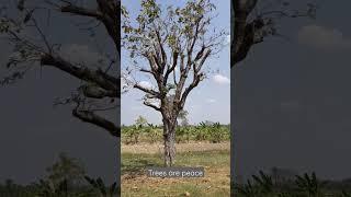 #tree #arbres #naturel #nature #champ #trees #wood #calm #zen #shiatsu