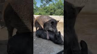 #shorts #pig #wildboar #minipig #piggy #pigs #piglife #minipigs #piglove #cutepig #piglet