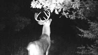 Big Buck at a scrape
