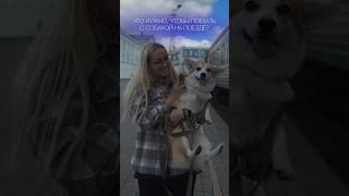 Что нужно, чтобы поехать с собакой на поезде? | #джулай