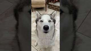 Did you know this about your dog?