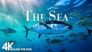 Under The Sea 4K - Scenic Relaxation Film With Calming Cinematic Music - Amazing Ocean