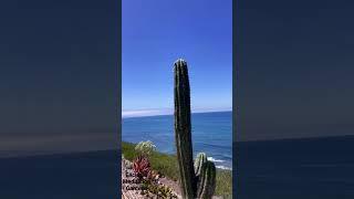 Encinitas in Northern San Diego- Ananda Meditation gardens overlooking the Pacific Ocean!