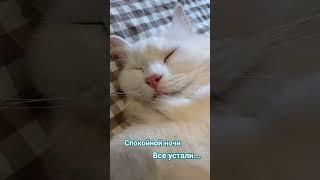 Вы знаете, все устали... Никто ничего не соображает, я предлагаю - лечь поспать...  #любимка#