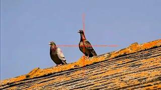 Feral Pigeon Shooting with Air Rifles