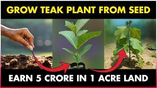 How To GROW TEAK TREE From Seed | How To GROW SAGWAN TREE From Seed | Teak Farming Guide