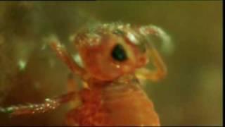 The Springtail