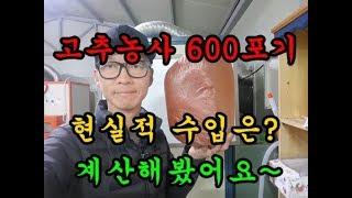 고추농사 현실적인 수입은  얼마일까요??청도달콤한농장
