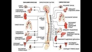 6. Вегетативная нервная система.