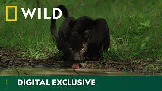 Hiding in the Shadows | The Real Black Panther | National Geographic Wild UK