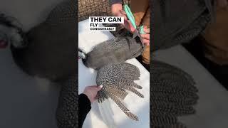 Why we Clip our Guinea Fowl’s Wing