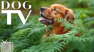 Video for Dogs: Dog TV - Tranquil Trails for Dog | Continuous Virtual Walks & Calming Music for Dog