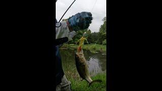 Lilly Pads #fishing #bass #youtubeshorts #youtube #fish