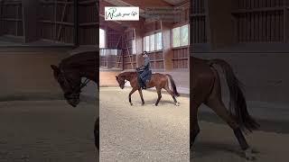 Pferde am Außenzügel und Außenschenkel wenden. Korrekt Wendungen reiten lernen. Hilfen der Reiter