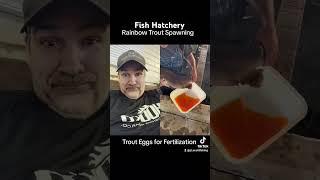 Fish Hatchery Trout Spawning  #trout #hatchery #rainbow #spawning #fertilization #breeding #fish