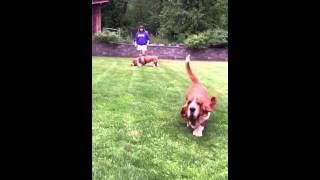 European basset running