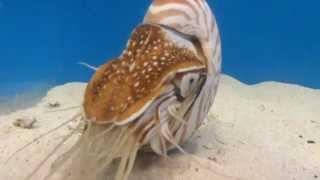 Chambered Nautilus Eating Krill