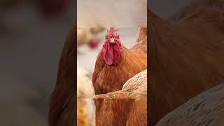 crazy rooster