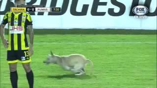 El perro más feliz del mundo, invade partido entre deportivo tachira vs pumas