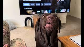 Dog actually try’s to sing. Doggo has a melody going on here, really looks like she’s trying to sing