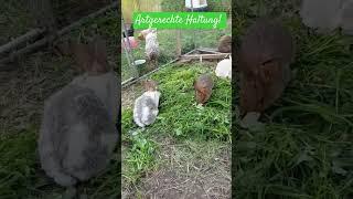 artgerechte Kaninchen-Haltung mit Fundament und natürlichem Boden, Sozialkontakten, Frischfutter