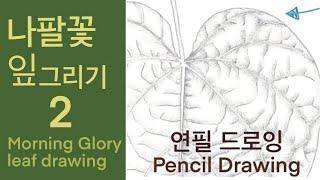 Botanical Art Basics_ Morning Glory Leaf Drawing (2)_ Online Course