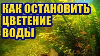 Как остановить Цветение Воды в Аквариуме. Зеленая мутная вода, как избавиться