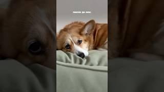 Последствия второй собаки… #корги #corgi #puppy #милота #шортс #собака #щенок #милыеживотные #shorts