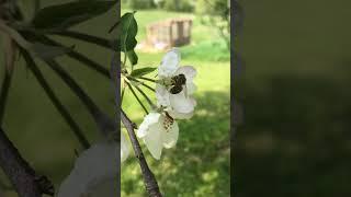 #honey #bee #on #an #apple #tree #blossom #flower #good #bug #pollinator #spring #may #2023