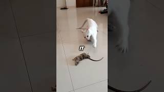 Joe Rogan Talks about CATS