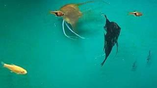 Angelfish guarding eggs