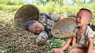 Harvest peanuts and sell them at the market - buy new clothes for your son