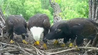 DECORAH EAGLES  OH NO! SUPERMOM'S QUICK REACTION ◕ EAGLETS AT NINE WEEKS ◕ AWESOME JOB MOM!