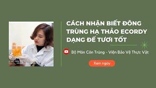 Cách nhận biết đông trùng hạ thảo dạng đế tươi tốt|Đông trùng hạ thảo Ecordy viện Bảo vệ thực vật