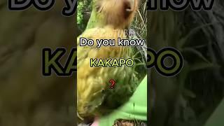 Do you know #kakapo ️ | #animals #animalshorts