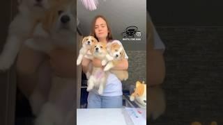 Как можно жить без собак?‍️ #корги #собака #dogbreeds #щенки #corgi #собаки