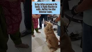 Aggressive Golden Retriever came for Transformation #dogtraining #gujarat #dogs #goldenretriever