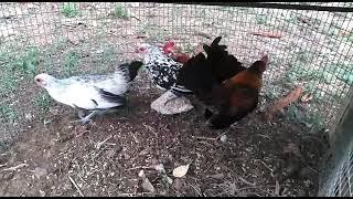 compre estas gallinas enanas