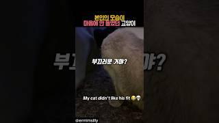 본인의 모습이 마음에 안 들었던 고양이 #동물 #고양이