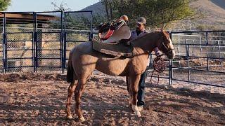 CG REINA - 2023 filly with one month of work at Rancho La Corporación