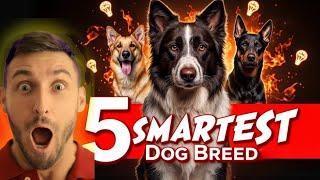 Meet The Top 5 Smartest Dog Breeds