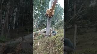Escavadeira hidráulica CAT D2L... derrubando grande árvore.op Joel 